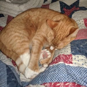 Meet your Posher, Ginger